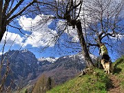 Spettacolo di fiori ai prati della Pigolotta di Valtorta - 8 aprile 2023  - FOTOGALLERY